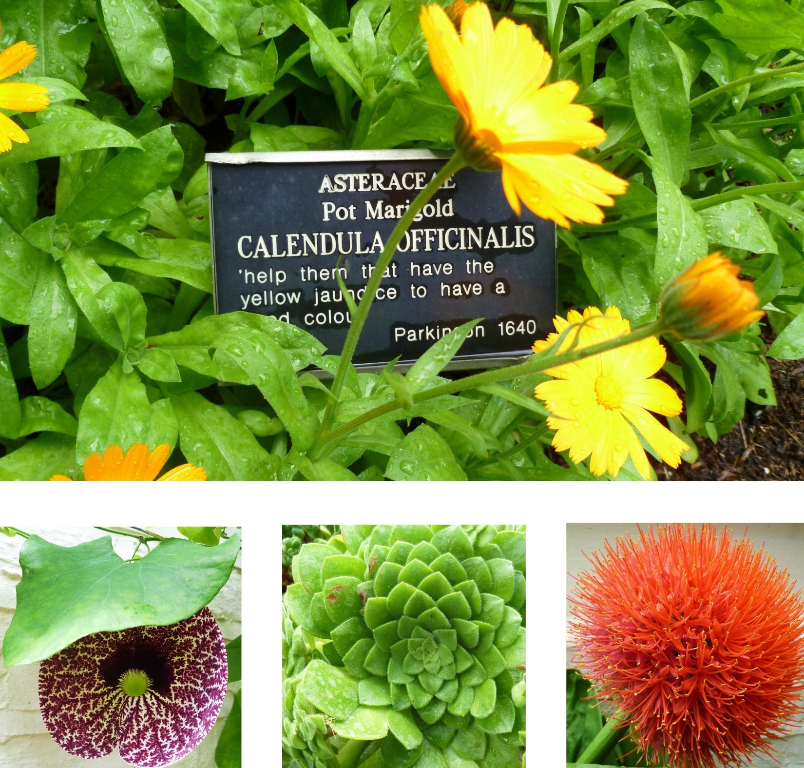 medicinal plants | Decorator's Notebook blog